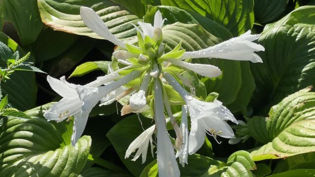 Blooming cultivated hosta with white tubular flowers covered with dew