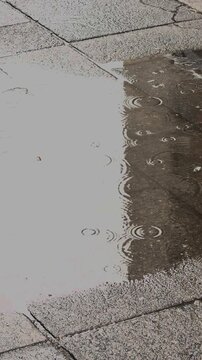 Autumn Leaves Floating on Water