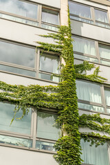 Brussels, Belgium. Ivy-covered building facade with climbing vegetation and large windows near Flageyplein © Dirk