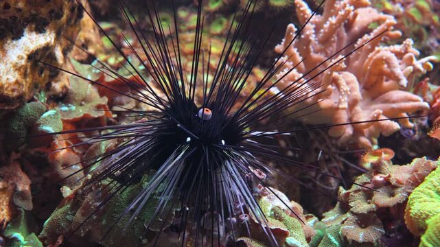 Long spined sea urchin slowly moving on colorful tropical reef underwater.