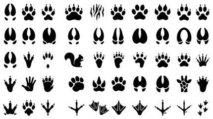 Obraz premium 50 Wild Animal Footprint Silhouette Icons Featuring Deer Wolf Bear Fox Tiger and Hunting Trail Track Vector Illustrations