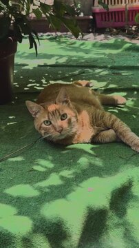 Relaxed Orange Tabby Cat Resting on Green Blanket