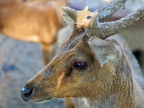 A close-up profile photograph of a captive Javan rusa deer (Rusa timorensis) showing its detailed head, dark expressive eye, and textured antlers