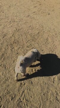 Dog Running Along Sandy Beach Path
