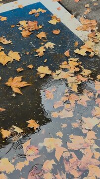 Autumn Leaves Floating on Water