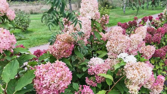 Row of cultivated pink hortensia in park at overcast day