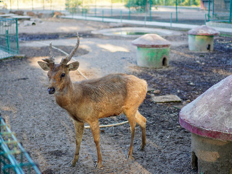A full-body photograph of a male Javan rusa deer with textured antlers standing near concrete shelters in a zoo habitat