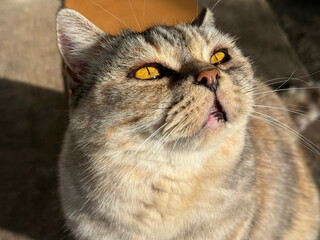 Surprised cat looking up  © OLENA LIALINA