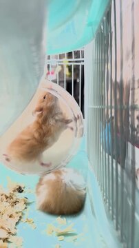 Close-Up of a Hamster Inside Its Pet Enclosure