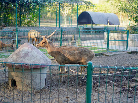 A medium shot photograph of a graceful Javan rusa deer (Rusa timorensis) standing alert in an outdoor enclosure or wildlife park.