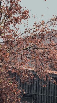 Autumn Tree Branches beside Urban Fence