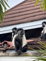 Wild monkeys sitting together in their natural habitat © Vassi