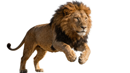 Majestic male lion with dark mane running, isolated on transparent background © Lila