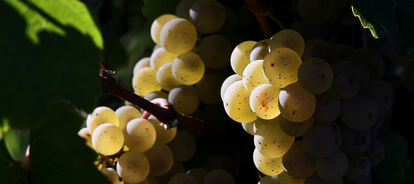 Riesling Trauben