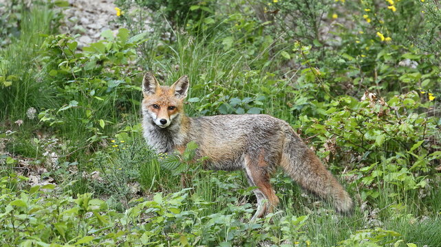 Fuchs