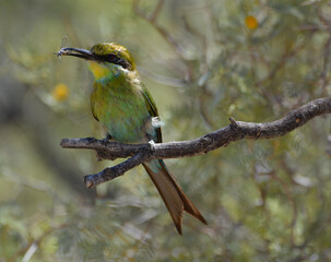 Obraz premium Swallow-tailed Bee-eater, Merops hirundineus, frontal view with insect prey in beak perched on acacia branch, Kgalagadi 