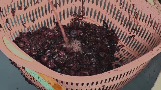 Basket Full of Freshly Harvested Produce