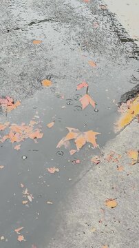 Autumn Leaves Floating on Water