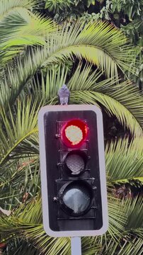 Green Pedestrian Signal Indicating Walk