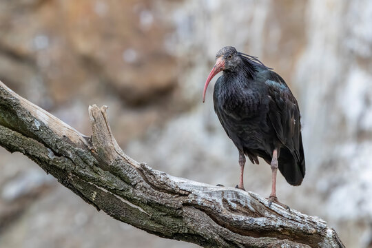 Northern Bald Ibis standing on tree branch at Prague Zoo