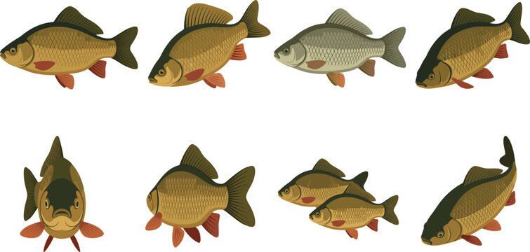 Crucian carp fish vector icon set featuring fresh water golden prussian carps in multiple angles isolated on white background for fishing design.