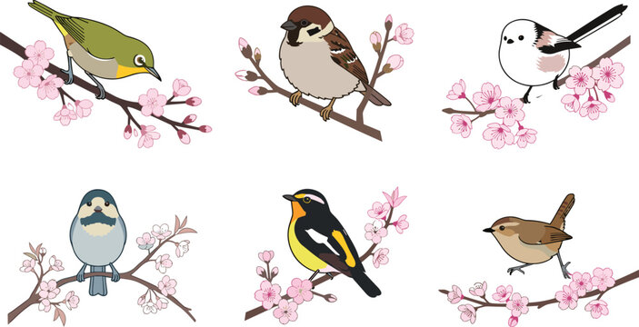  Cute little birds on cherry blossom branches vector collection featuring sparrow warbler titmouse and finch illustrations isolated on white background