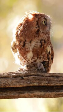 Close up of a cute and fuzzy Eastern Screech Owl. Vertical Video.