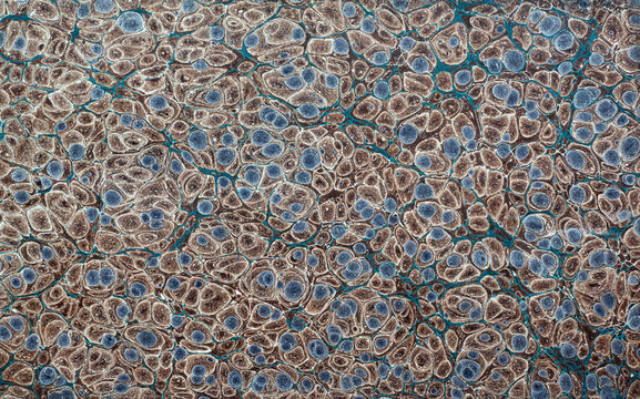 Old book cover with abstract antique pattern background. Abstract vintage decorations of the 19th century on marbled verger paper from an antique bookbinding.