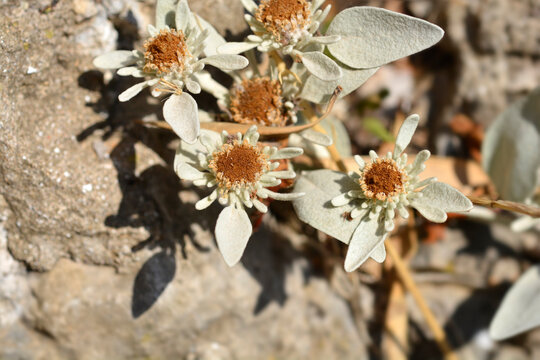 Inula seed heads - Latin name - Inula verbascifolia