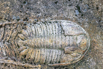 Closeup trilobite fossil embedded in rock. Natural bacground. Horizontally.  © frank11