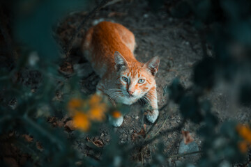 cat in the forest © AHMED