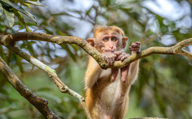 A young toque macaque (Macaca sinica) monkey sits on a tree branch in the forest, looking directly at the camera. The juvenile monkey is surrounded by green foliage at Wilpattu © nilanka