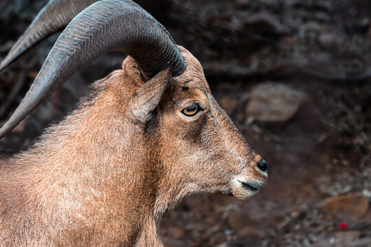 close up portrait of a mountain goat
