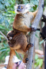 Madagascar, Nosy Be, Black Lemur (Eulemur macaco), female and cub © Luigi