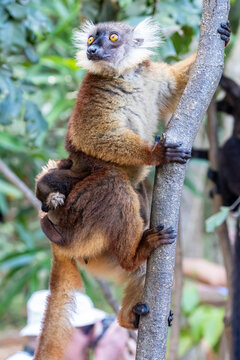 Madagascar, Nosy Be, Black Lemur (Eulemur macaco), female and cub