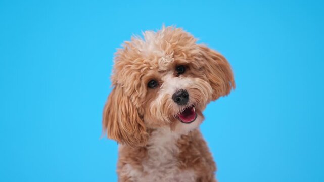 Attentive maltipoo dog sitting panting tilting head looking forward and looking side on blue background