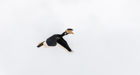 Malabar pied hornbill flying against a clear sky in Wilpattu National Park © nilanka