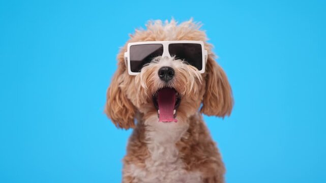 Sleepy maltipoo dog wearing sunglasses yawning looking around on blue background