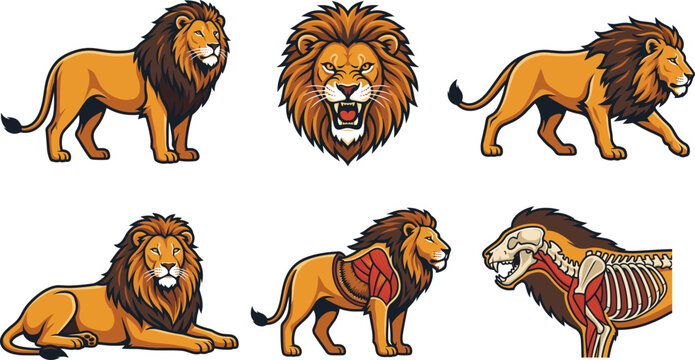Lion vector illustration set featuring standing, walking, resting, roaring, front-facing portraits and detailed muscular anatomical wildlife designs