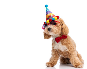 Side view of cute maltipoo puppy ready for a party © Viorel Sima