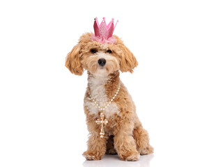 Elegant maltipoo dog wearing pink crown and pearl necklace © Viorel Sima