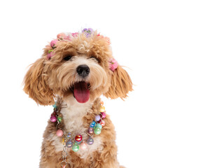 Stylish maltipoo puppy wearing flower crown and colorful necklace © Viorel Sima