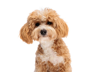 Adorable maltipoo puppy looking forward © Viorel Sima