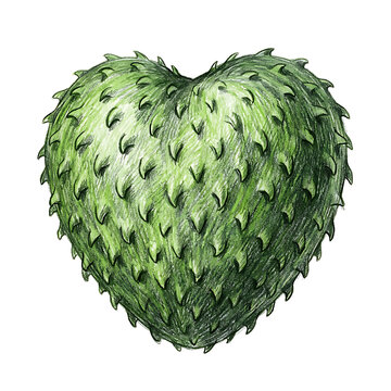 Heart shaped soursop fruit illustration on white background