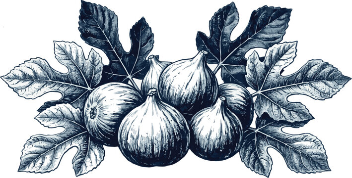 Generated on Silhouette of white and blue Figs and fig leaves engraving style vector art on white background