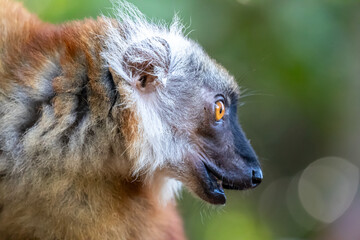 Madagascar, Nosy Be, Black Lemur (Eulemur macaco), female, portrait © Luigi