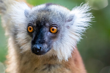 Fototapeta premium Madagascar, Nosy Be, Black Lemur (Eulemur macaco), female, portrait