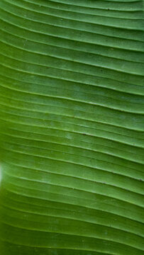 Full frame close-up of a green banana leaf showing parallel veins and fine surface texture, natural background