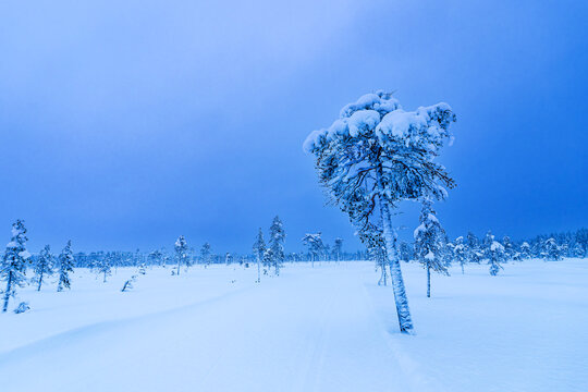 Landschaft im Winter mit B&auml;umen und Weg in &Auml;k&auml;slompolo, Finnland