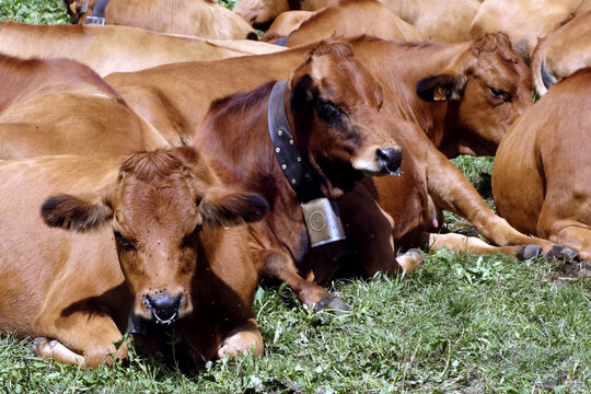 Vache Tarine